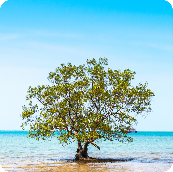 Tree Image