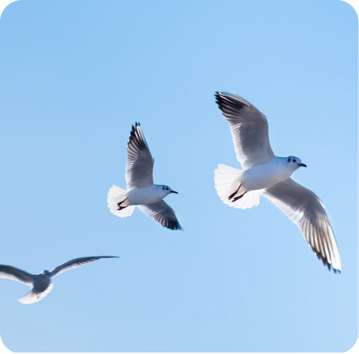 Birds Image