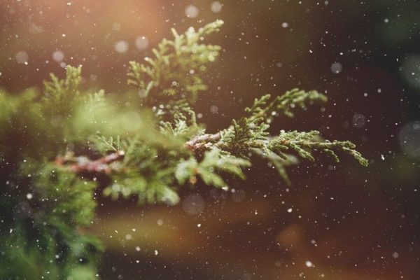 Artikel - Warum wir kein Weihnachten feiern ft.