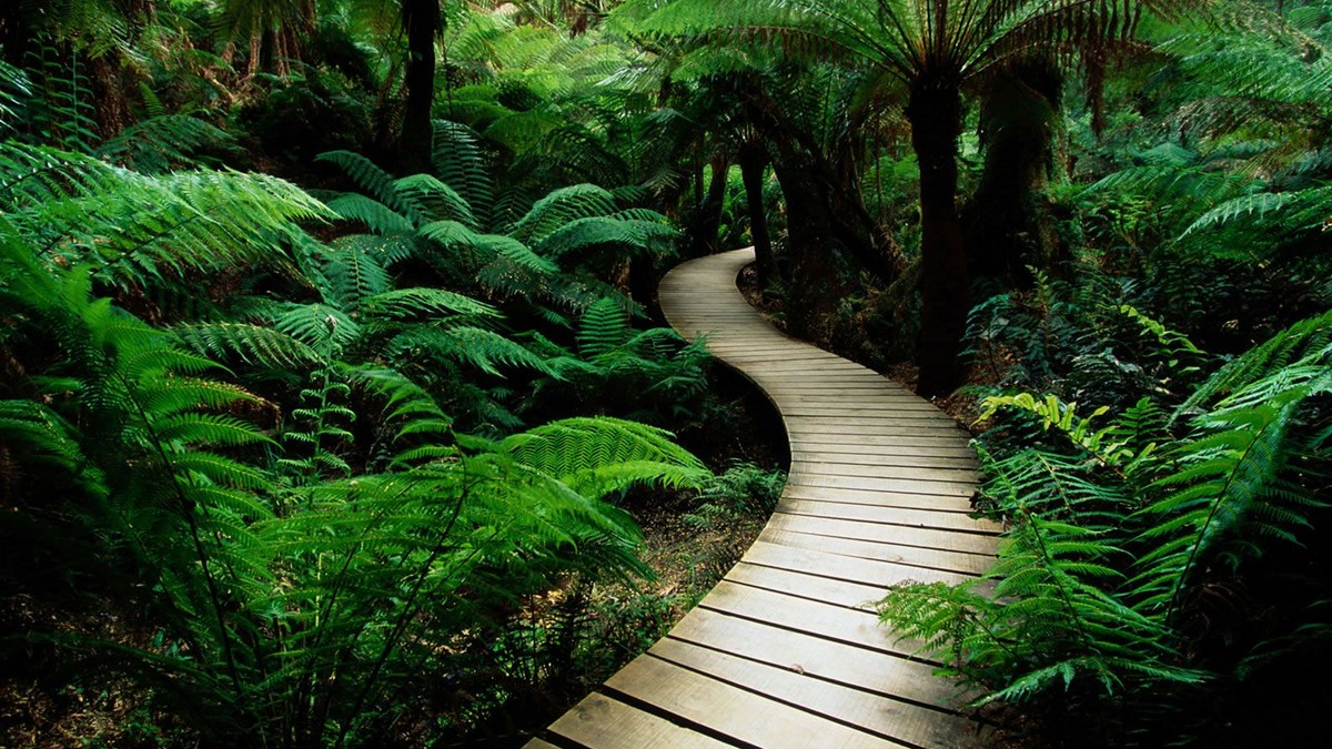 stockvault-path-in-nature124348